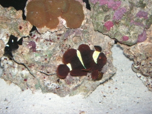 gold banded maroon clown