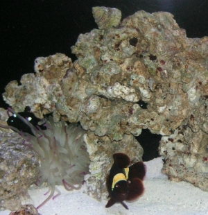 gold banded maroon clown