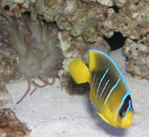 Blue angel (juvie)