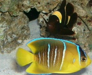 gold banded maroon clown & blue angel