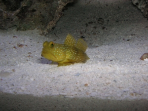 yellow watchman