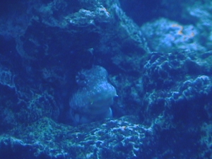 blenny looking out his window