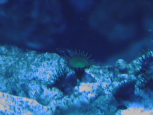 polyps