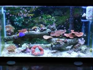 5.5 gal...