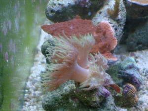 duncan corals