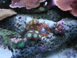 My zoa's and polyps...
