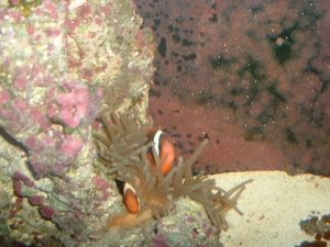 Tomato Clowns and anemone