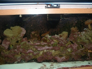 120 gal Aquarium
