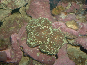 Torch Coral