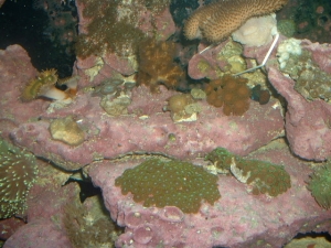 Zoas