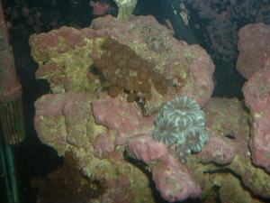 zoas and candy cane