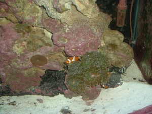 Hammer Coral