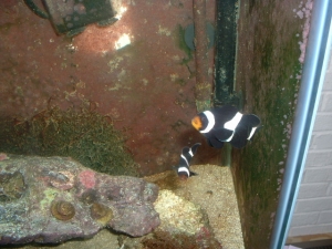 Black and white clownfish