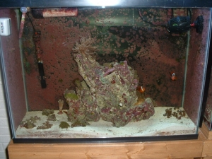 37 gal tank