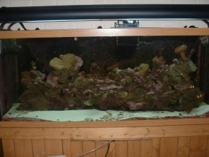 120 gal Aquarium