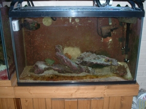29 gal aquarium