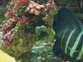 reef tank