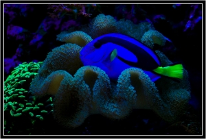 Blue Tang