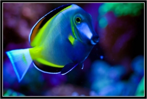 Powder Brown Tang