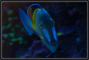Powder Brown Tang