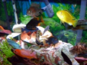 African Cichlids