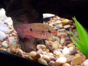 JeWeL CiChlId