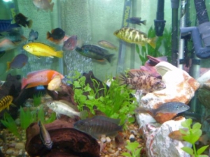 The Gang
