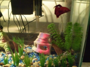 All Red Betta