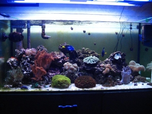 Gianni's Reef