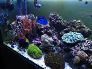 Gianni's Reef2