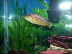 female_auratus