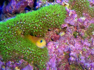 Midas Blenny with GSP