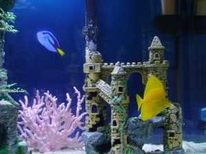 Bubbles & Dory