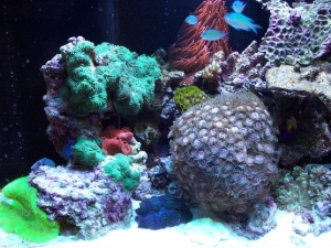 Mushrooms, Zoo's, Carpet, and Chromis