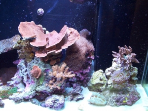 Montipora, Kenya's, Hammer