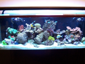 135 gallon Reef Tank