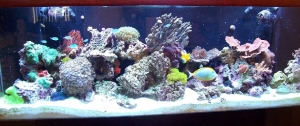 Cropped 135 gallon reef pic