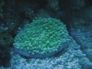 Plate Coral