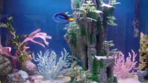 Dory