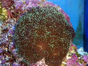 Torch coral