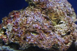 DSC00785
