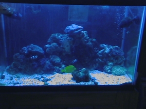 Tank_Picutres
