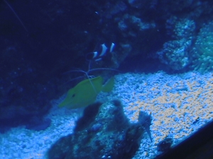 yellow_tang2