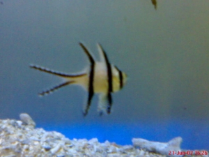 Banggai cardinal