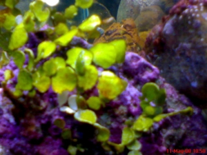 Halimeda Algae
