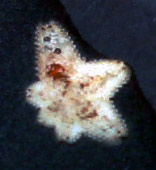 Coral-Eater Star?