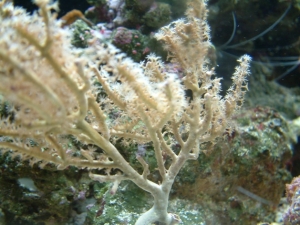 gorgonian (unknown variety)