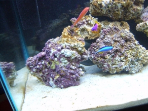 Coralline