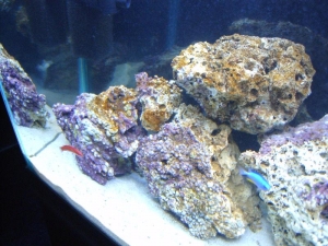 Wrasser_fish