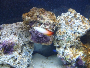 firefish1